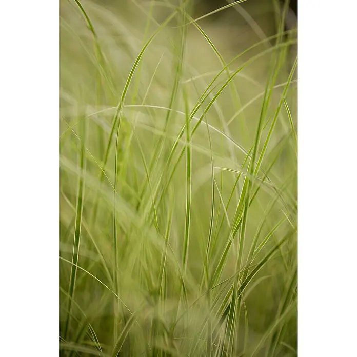 Piardino Ziergras - Carex brunnea 'Variegata', Topfgröße: 19 cm - Detailaufnahme