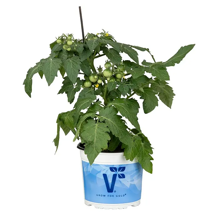 Piardino Tomate Verino - Lycopersicon lycopersicum 'Verino', 19 cm, Erntezeit: Juli - Oktober - Vorderansicht