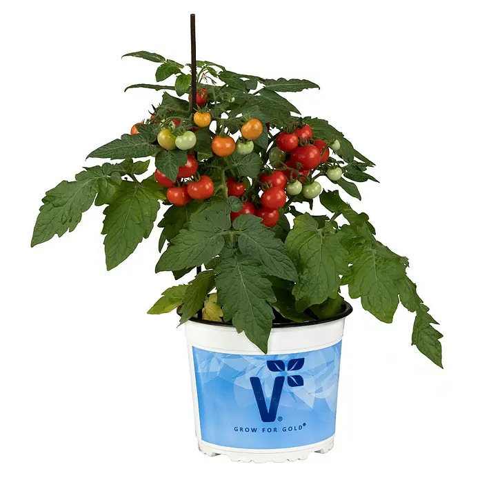 Piardino Tomate Verino - Lycopersicon lycopersicum 'Verino', 19 cm, Erntezeit: Juli - Oktober - Vorderansicht