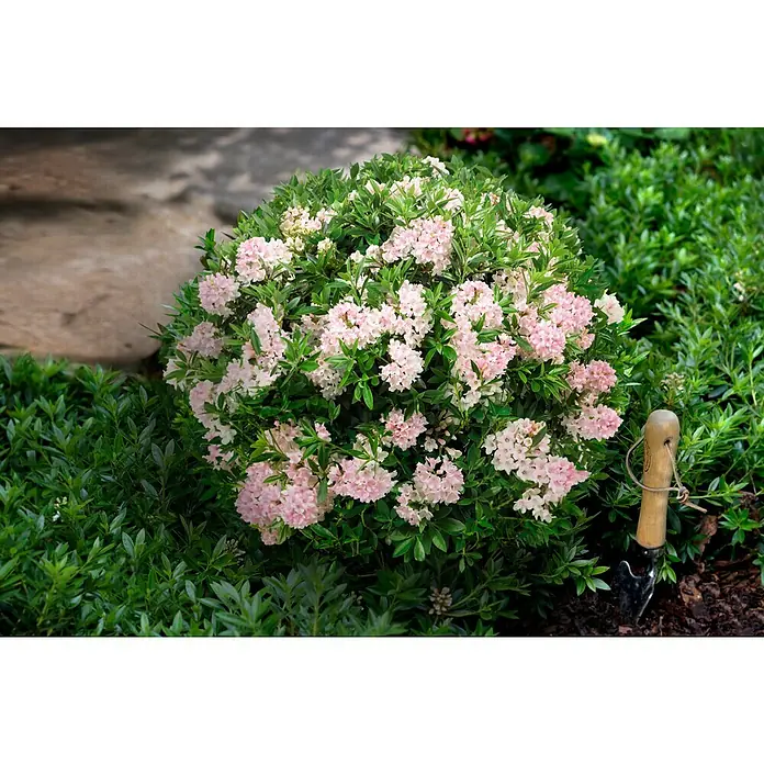 Piardino Zwergrhododendron - Rhododendron micranthum 'Bloombux', Topfgröße: 17 cm - Stimmungsaufnahme