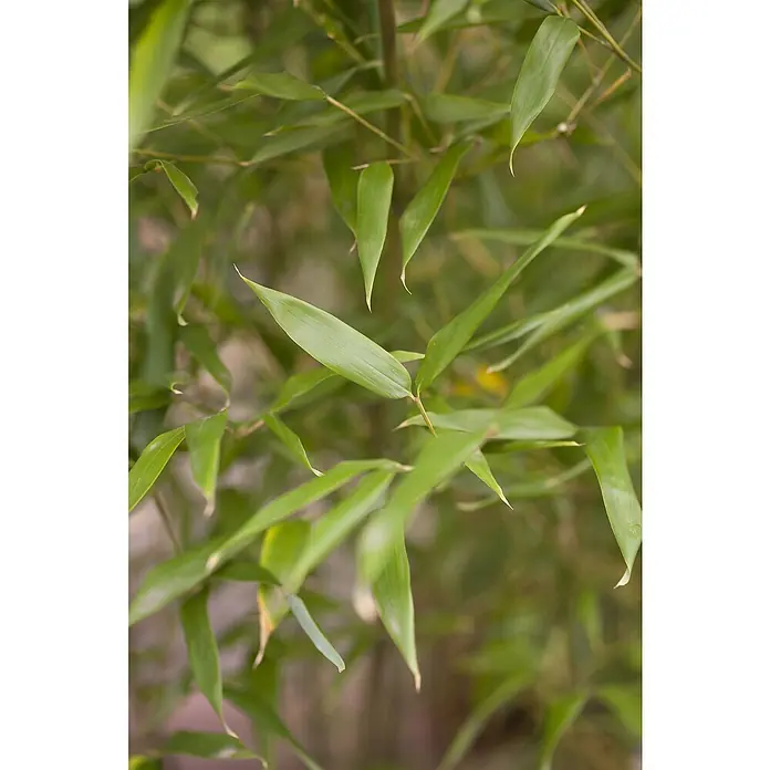 Piardino Goldrohrbambus - Phyllostachys aurea, Topfgröße: 24 cm - Detailaufnahme
