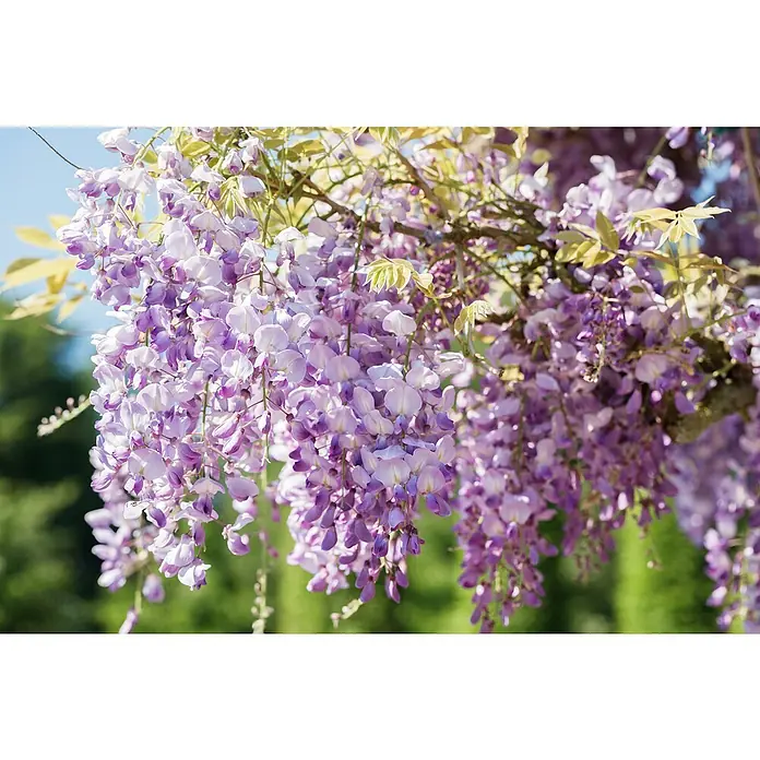 Piardino Blauregen - Wisteria sinensis in Sorten, Topfgröße: 24 cm, Blau/Weiß/Rosa - Detailaufnahme