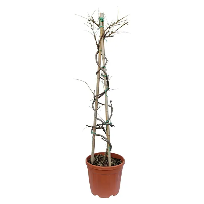 Piardino Blauregen - Wisteria sinensis in Sorten, Topfgröße: 24 cm, Blau/Weiß/Rosa - Vorderansicht