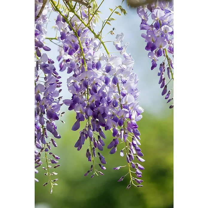 Piardino Blauregen - Wisteria sinensis in Sorten, Topfgröße: 24 cm, Blau/Weiß/Rosa - Detailaufnahme