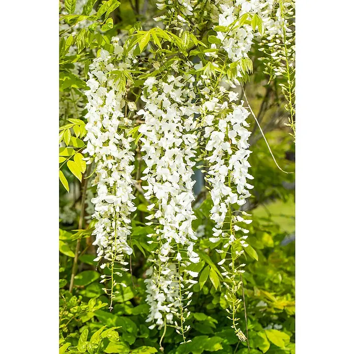 Piardino Blauregen - Wisteria sinensis in Sorten, Topfgröße: 24 cm, Blau/Weiß/Rosa - Detailaufnahme