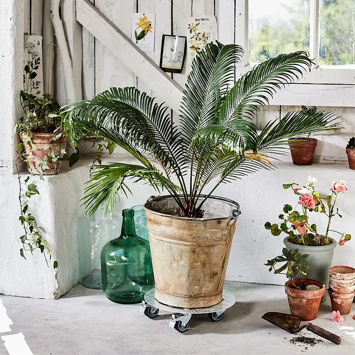 Wagner System Soporte con ruedas para plantas Alaska - Diámetro: 30 cm, Aluminio, Plateado, Carga máx.: 150 kg - Producto en uso