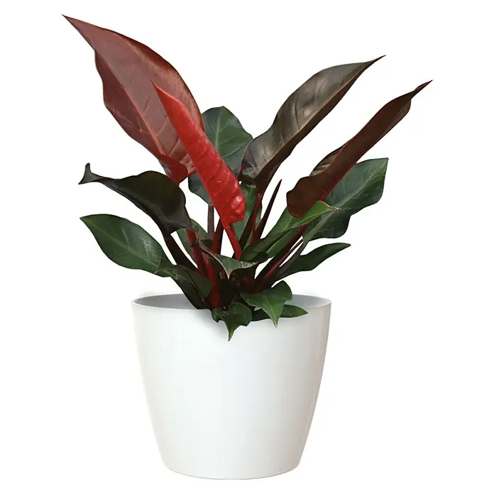 Artevasi San Remo Übertopf rund - Außenmaß (Ø x H): 25 x 23 cm, Weiß - Vorderansicht