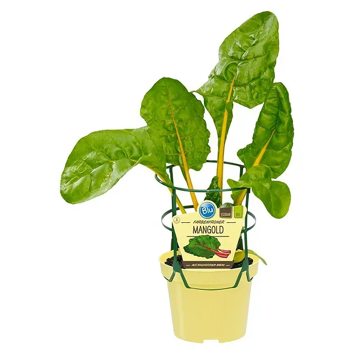 Mangold Bio - Beta vulgaris subsp. vulgaris, Topfgröße: 12 cm - Vorderansicht