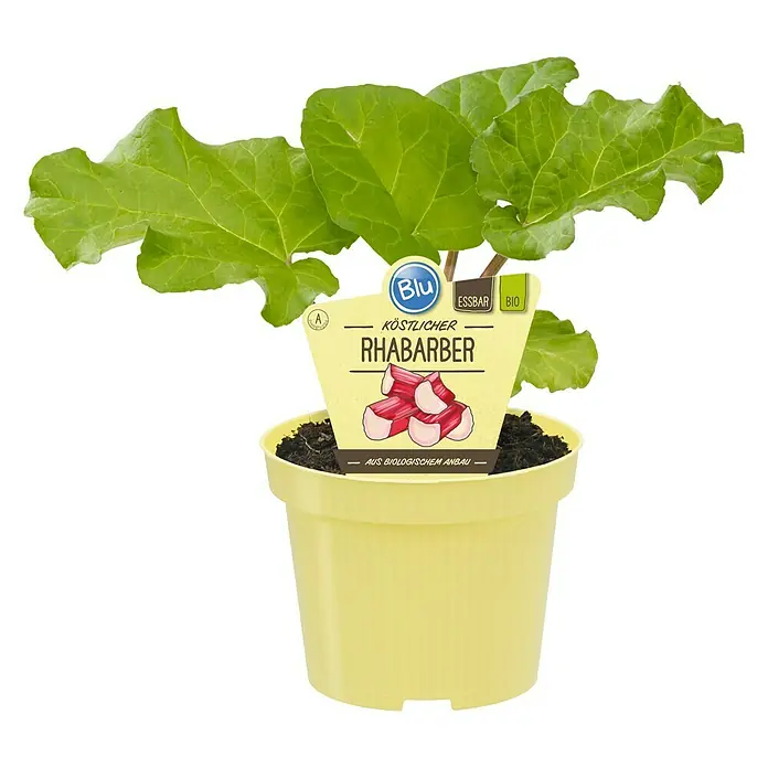 Blu Bio Rhabarber - Rheum rharbarbarum, 12 - Vorderansicht