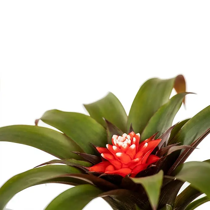 Piardino Guzmanie - Guzmania 'Hope', Topfgröße: 12 cm - Detailaufnahme