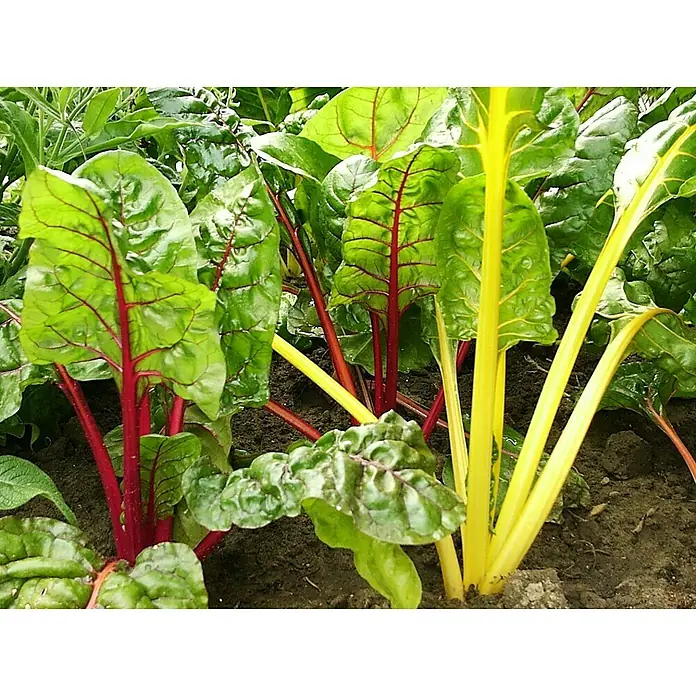 Mangold - Beta vulgaris subsp. vulgaris - Detailaufnahme
