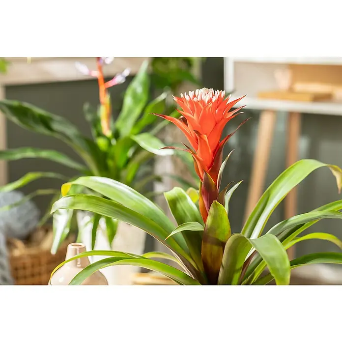 Piardino Guzmanie - Guzmania 'Hope', Topfgröße: 12 cm - Detailaufnahme