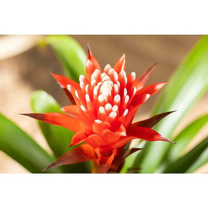 Piardino Guzmanie - Guzmania 'Hope', Topfgröße: 12 cm - Detailaufnahme