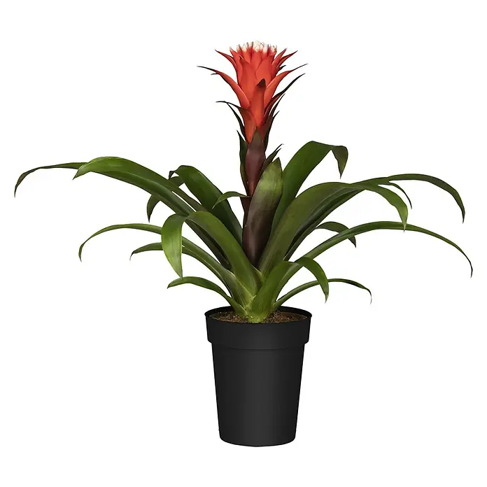 Piardino Guzmanie - Guzmania 'Hope', Topfgröße: 12 cm - Vorderansicht