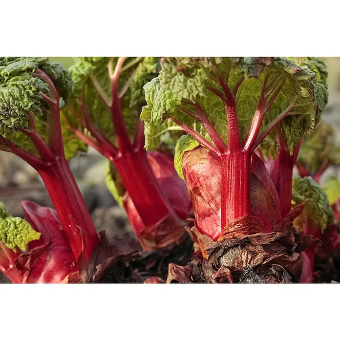 Blu Bio Rhabarber - Rheum rharbarbarum, 12 - Detailaufnahme