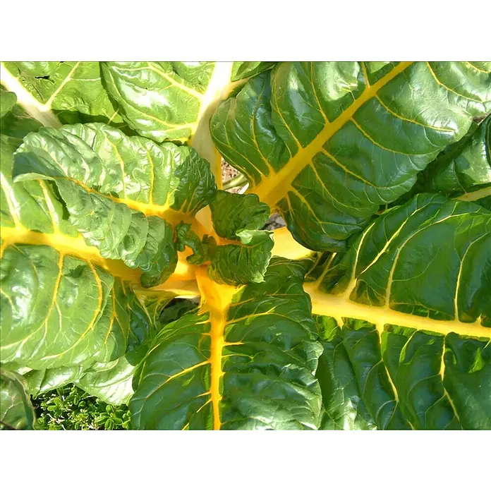 Mangold Bio - Beta vulgaris subsp. vulgaris, Topfgröße: 12 cm - Detailaufnahme