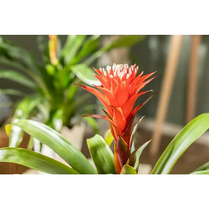 Piardino Guzmanie - Guzmania 'Hope', Topfgröße: 12 cm - Detailaufnahme