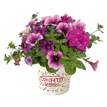 Piardino  Pflanzen-Mix Confetti - Garden Trio