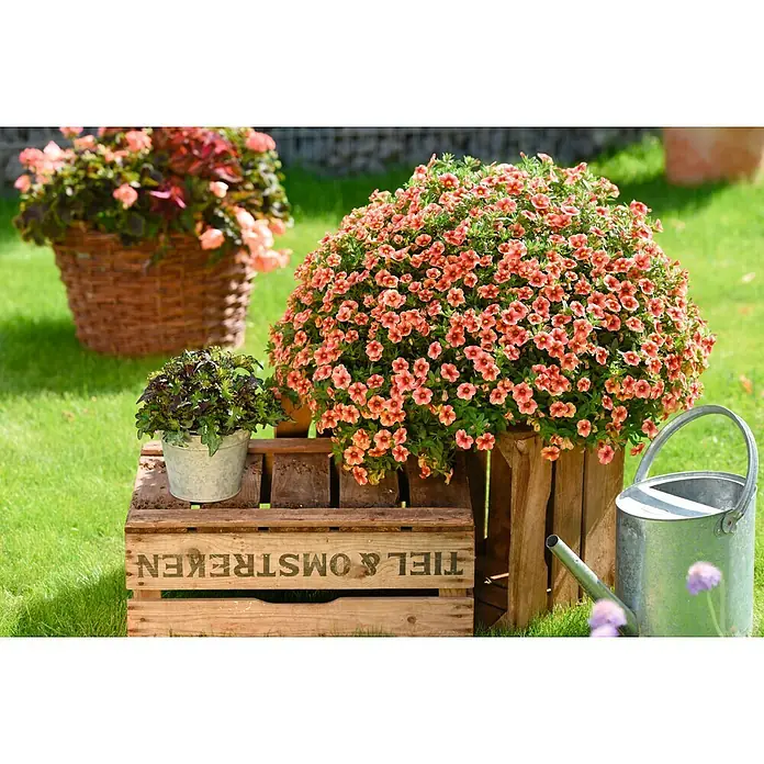 Petunie - Calibrachoa hybrida 'Volcano', Topfgröße: 12 cm, Sortenabhängig - Stimmungsaufnahme