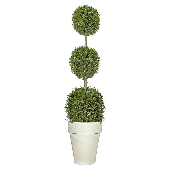 Piardino Koniferen-Mix 3 Kugeln - Cupressocyparys leylandi 'Toskana', Topfgröße: 26 cm - Vorderansicht