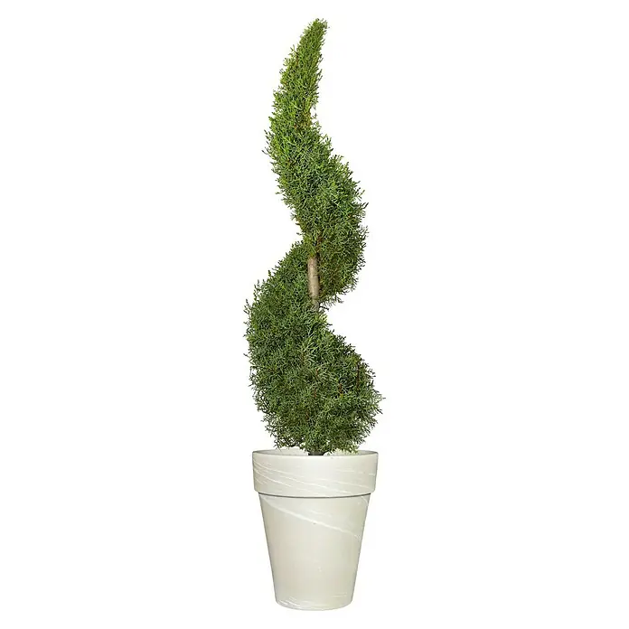 Piardino Koniferen-Mix Gold Spirale - Cupressocyparys leylandi 'Castewell', Topfgröße: 26 cm - Vorderansicht