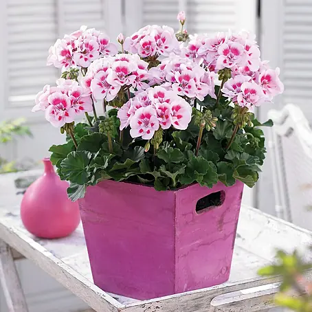 Zonal-Pelargonie