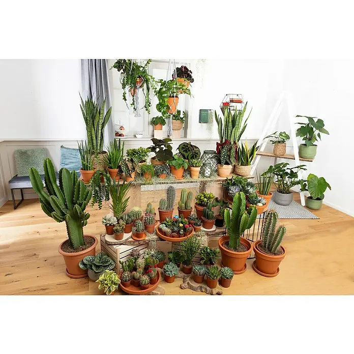 Piardino Kaktus - Euphorbia ingens, Topfgröße: 24 cm - Stimmungsaufnahme