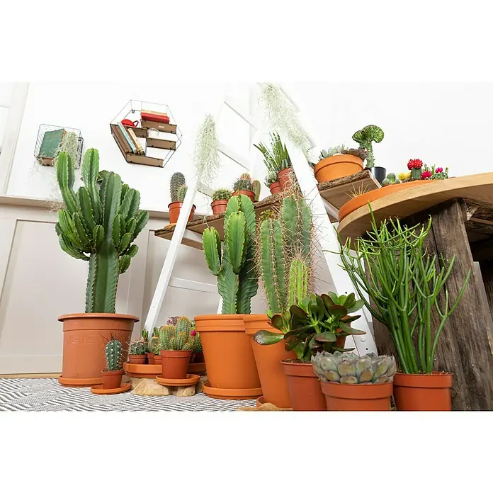 Piardino Kaktus - Euphorbia ingens, Topfgröße: 24 cm - Stimmungsaufnahme