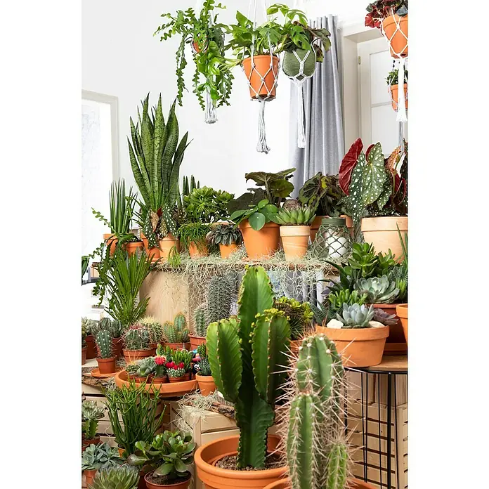 Piardino Kaktus in Sorten - Cactaceae, Topfgröße: 17 cm - Stimmungsaufnahme