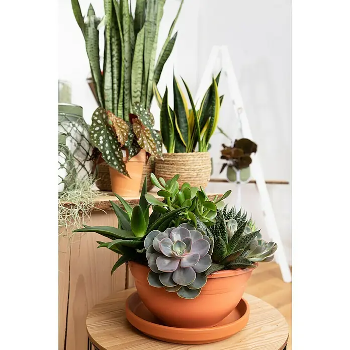 Piardino Echeverie - Echeveria pulidonis, Topfgröße: 12 cm, Grün/Grau/Rot - Stimmungsaufnahme