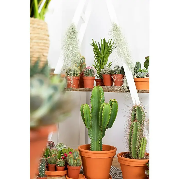 Piardino Kaktus - Euphorbia ingens, Topfgröße: 24 cm - Stimmungsaufnahme
