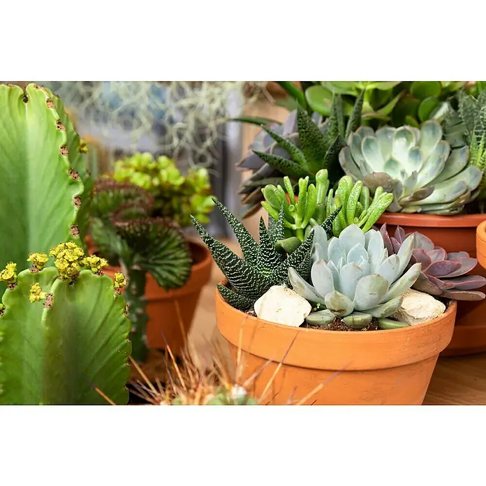 Piardino Echeverie - Echeveria pulidonis, Topfgröße: 12 cm, Grün/Grau/Rot - Stimmungsaufnahme