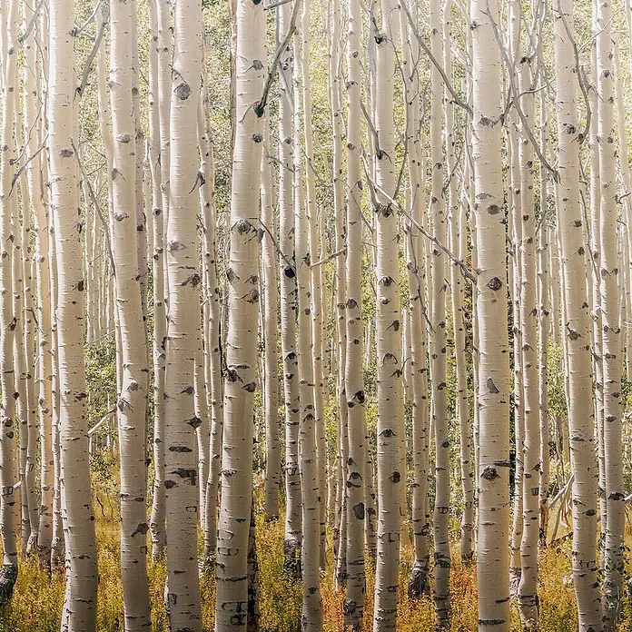 Papel pintado Mural Bosque - Marrón, Motivo decorativo, 10 x 0,53 m - Primer plano