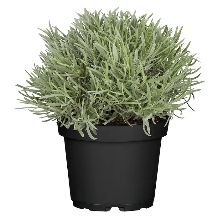 Piardino Lavendel - Lavandula angustifolia 'Premium Provence', Topfgröße: 19 cm, Violettblau - Vorderansicht