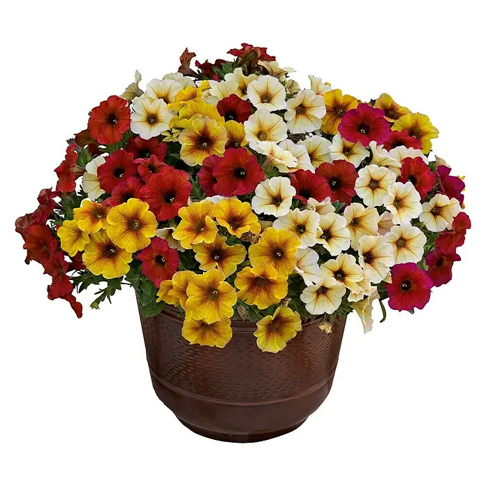 Petunie - Petunia Petchoa 'BeautiCal', Topfgröße: 12 cm, Sortenabhängig - Vorderansicht