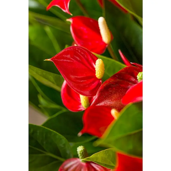Piardino Flamingoblume - Anthurium andreanum, Topfgröße: 12 cm, Rot - Detailaufnahme