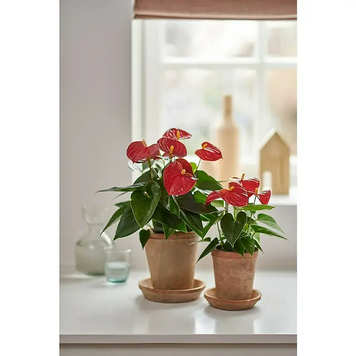 Piardino Flamingoblume - Anthurium andreanum, Topfgröße: 12 cm, Dunkelrot - Stimmungsaufnahme