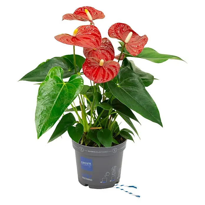 Piardino Flamingoblume - Anthurium andreanum, Topfgröße: 12 cm, Dunkelrot - Vorderansicht