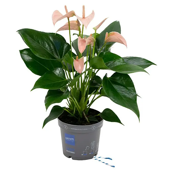 Piardino Flamingoblume - Anthurium andreanum, Topfgröße: 12 cm, Lachsrosa - Vorderansicht