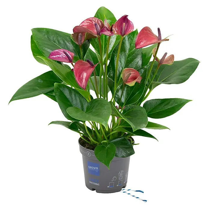 Piardino Flamingoblume - Anthurium andreanum, Topfgröße: 12 cm, Dunkellila - Vorderansicht