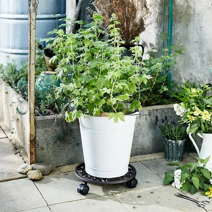Gardol Pflanzenroller Ferrum - Rund, Max. Belastung: 50 kg - Stimmungsaufnahme