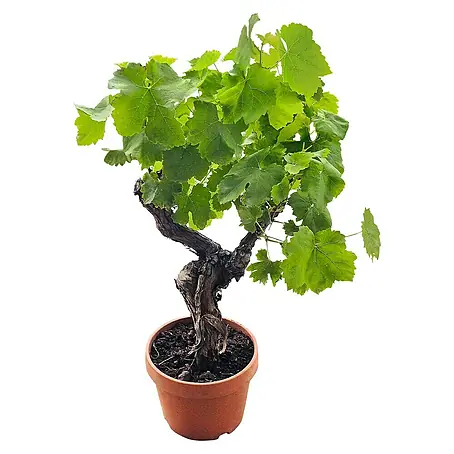 Weinrebe Bonsai
