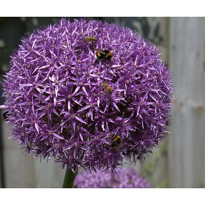 Piardino Frühlingsblumenzwiebeln Zierlauch - Allium, Topfgröße: 14 cm - Stimmungsaufnahme