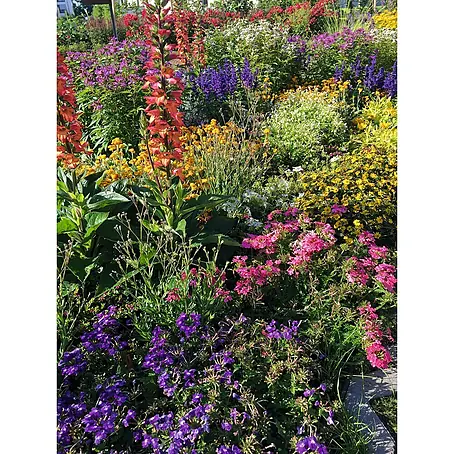 Pflanzen-Mix Bienen- und Schmetterlingsblüher