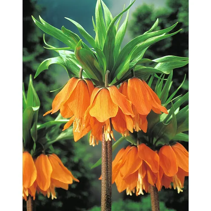 Frühlingsblumenzwiebeln Kaiserkrone - Fritillaria, Topfgröße: 15 cm - Detailaufnahme