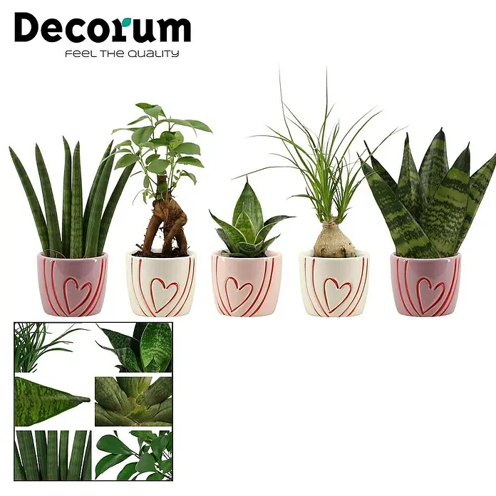Piardino Plantas verdes - Diferentes variedades, Tamaño de maceta: 6 cm - Vista frontal