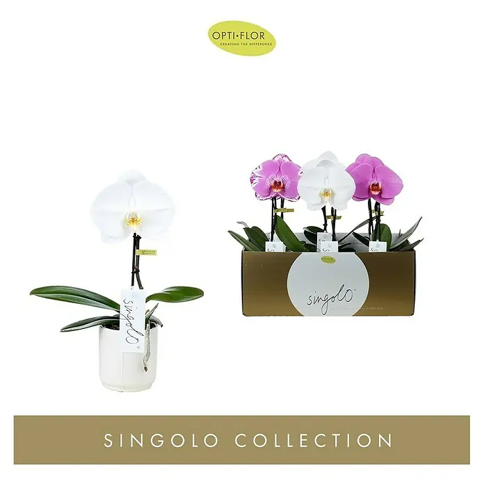Orquídea mariposa - Phalaenopsis, En función de la variedad - Vista frontal