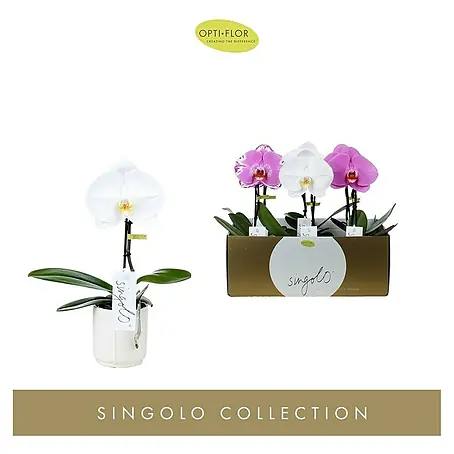 Orquídea mariposa