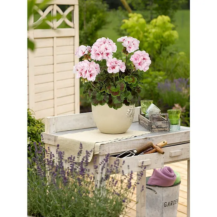 Zonal-Pelargonie - Pelargonium zonale 'FlicFlac' 'Estelle' 'Rosalinda', Topfgröße: 12 cm, Sortenabhängig - Stimmungsaufnahme