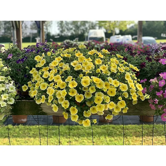 Petunie - Petunia 'Bienen', Topfgröße: 12 cm, Gelb - Stimmungsaufnahme